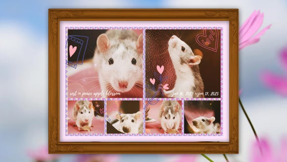 Multiple pet rat photos framed in a collage wizard layout with pink background and hearts