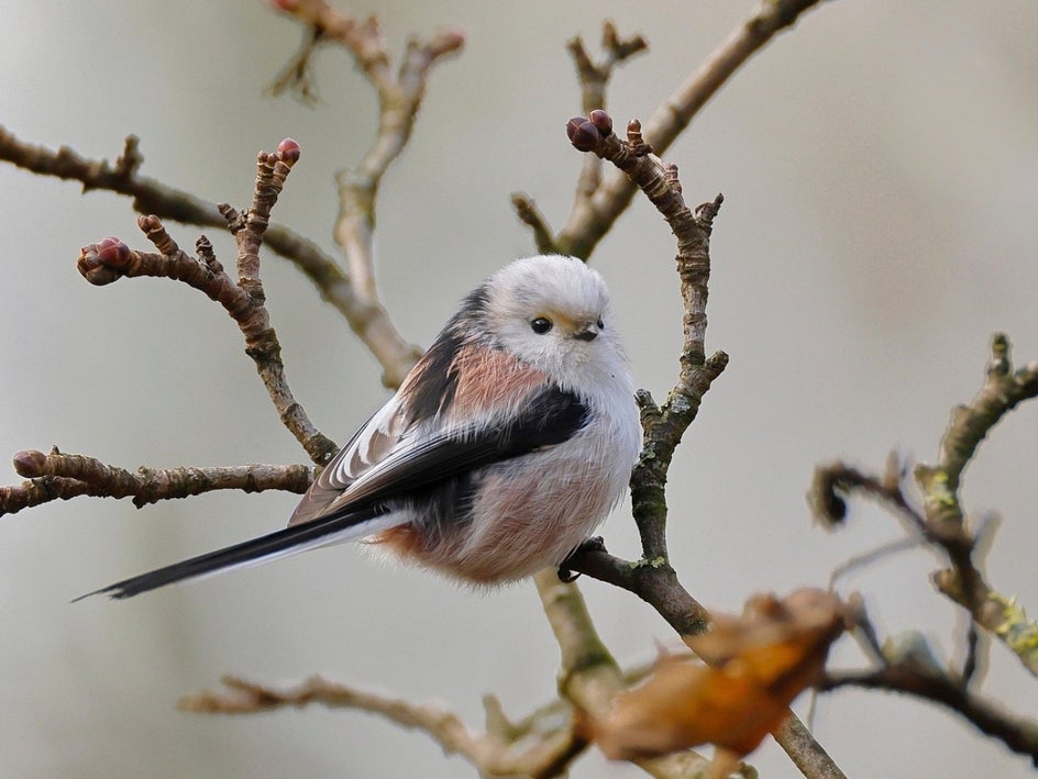 Image of small bird on a branch taken with macro lens