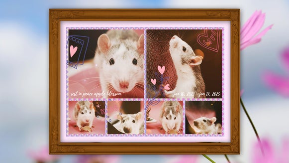 Framed pet photo collage with hamsters and pink hearts