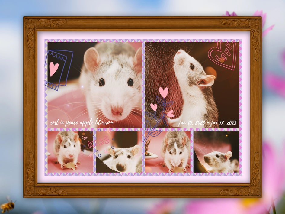 Pet memorial collage with heartfelt text, natural backgrounds, and bright graphic overlays