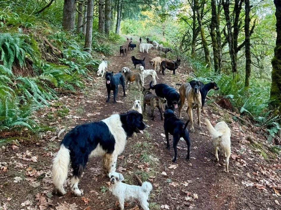 doggies
